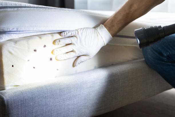 Best Wasp Removal Services  in Hagaman, NY