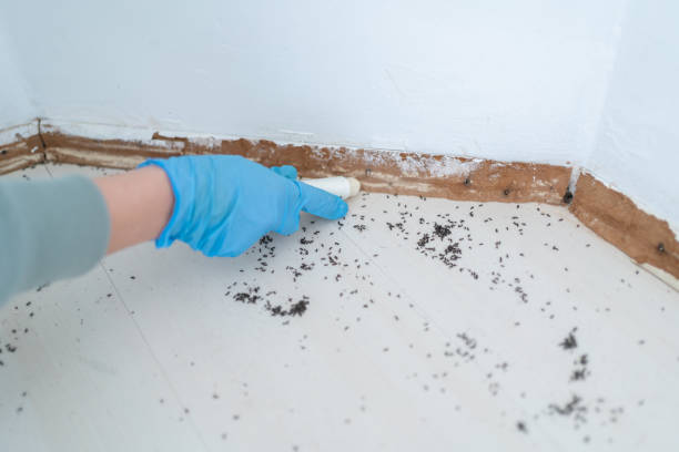 Best Exterminator Services  in Hagaman, NY